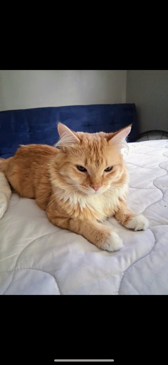 gandolf_s's tweet image. Mr. Autumn has been waiting 1.5 years for a home💔He is approximately 2 years old. Please share ❤️🙏