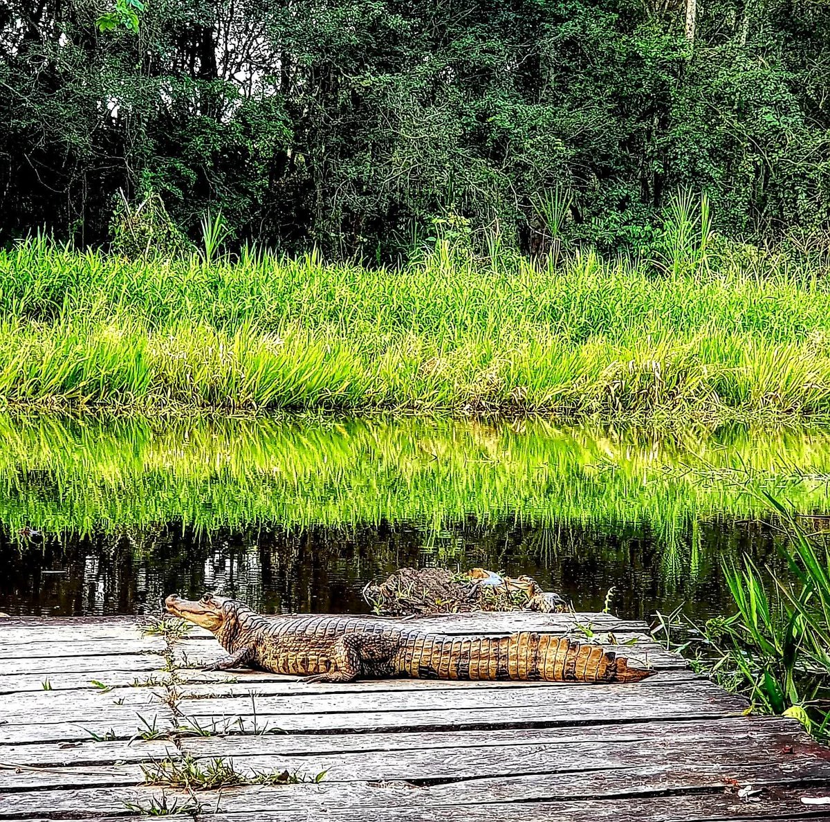 ✌🏼GRINGO✌🏼 (@gringorodriguez) on Twitter photo #CaimánCrocodilus
Una de las características más notables del caiman blanco, es la presencia en la cabeza de una arista en forma de media luna anterior a cada ojo, situados sobre el dorso del hocico.
#Amazonía #Biodiversidad #Conservación #Ecuador
Foto: <a href="/GringoRodriguez/">✌🏼GRINGO✌🏼</a> #CaimánCrocodilus
Una de las características más notables del caiman blanco, es la presencia en la cabeza de una arista en forma de media luna anterior a cada ojo, situados sobre el dorso del hocico.
#Amazonía #Biodiversidad #Conservación #Ecuador
Foto: <a href="/GringoRodriguez/">✌🏼GRINGO✌🏼</a>
