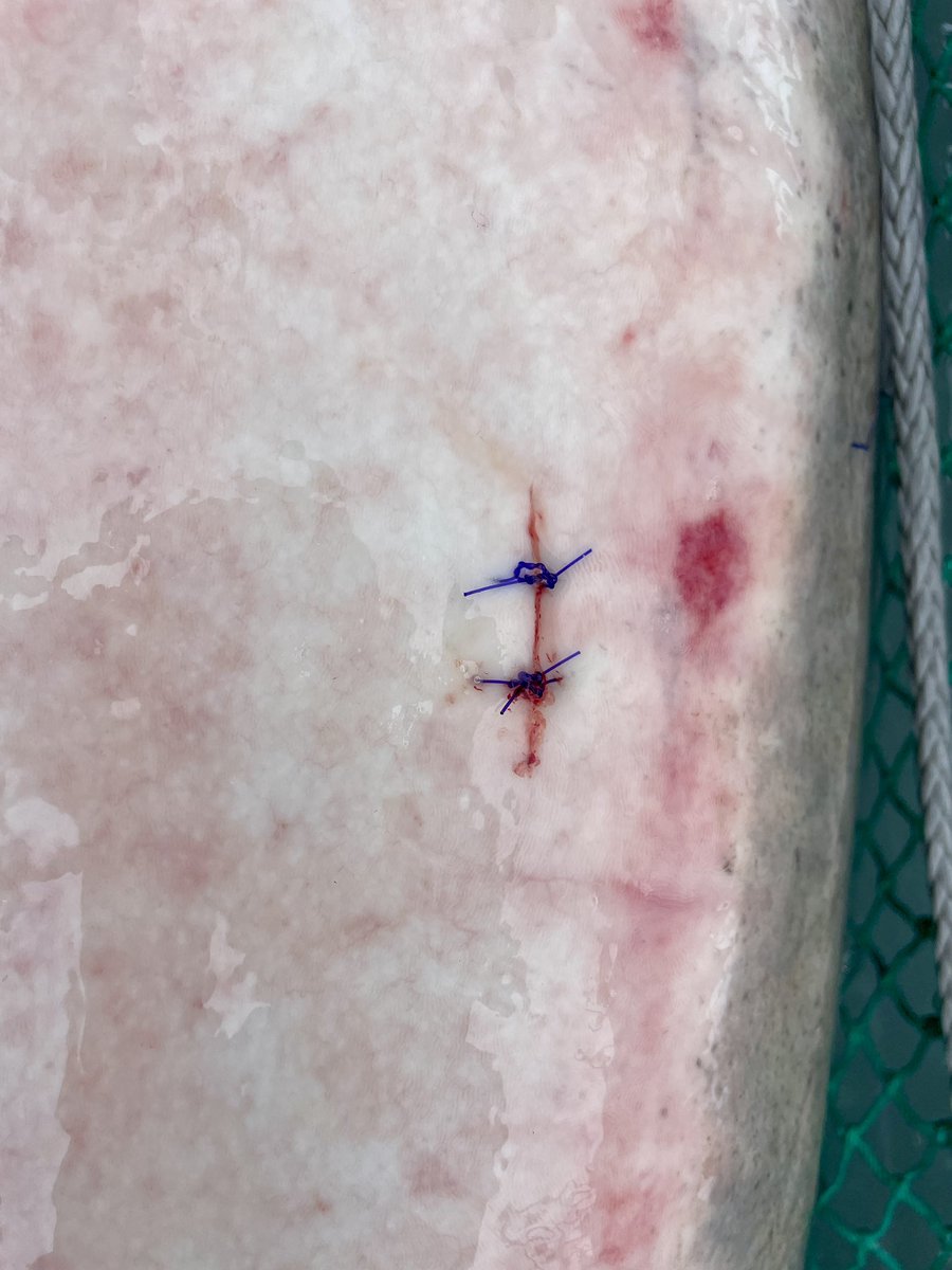 FishBio_Briggs's tweet image. Done with our #LakeSturgeon trawl survey in #LakeStClair…for now!  We plan to resume the survey in October! So far our biggest #sturgeon for this survey is 71.4 inches, 87.3 lbs.

#GreatLakesSci