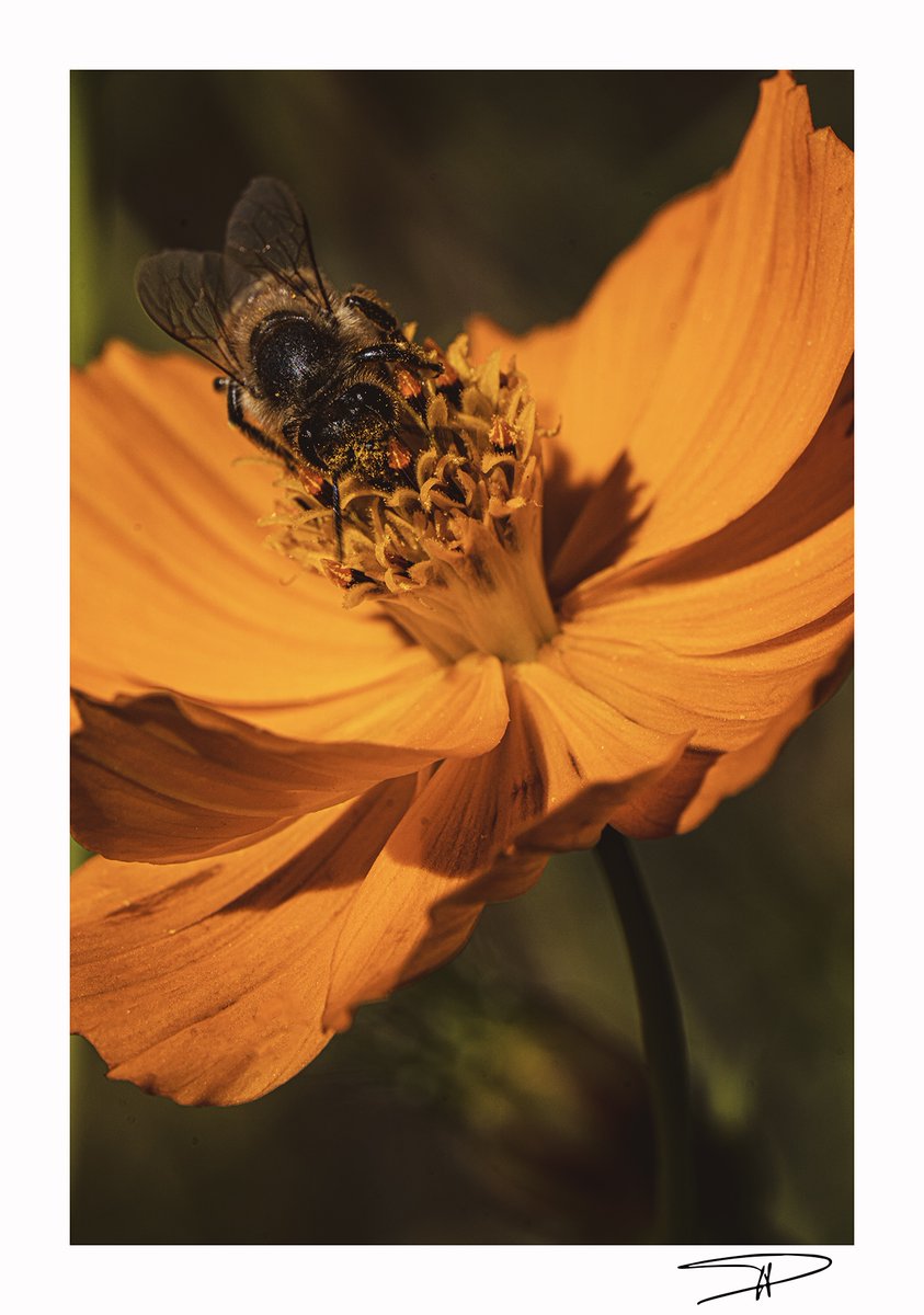 C'est un jardin extraordinaire !
"Razzia sur la schnouf ! "
#jardindesmartels #Tarn #occitanie 
23 août 2025