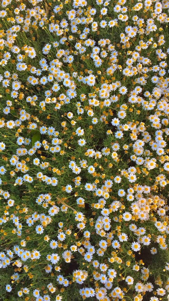greenvibe's tweet photo. daisy. https://t.co/23UyDc3C1z
