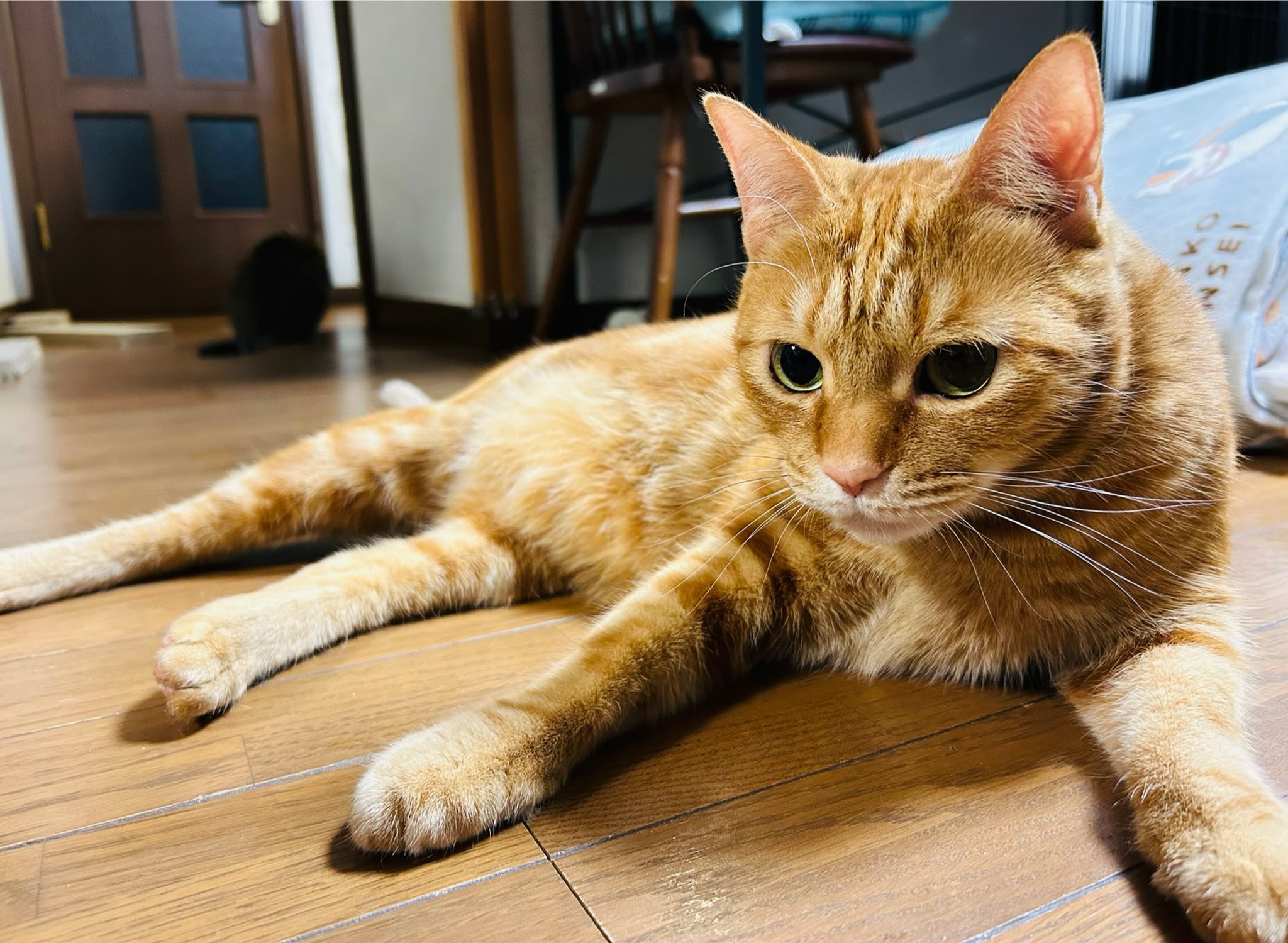 猫のひげ様 ねこひげ on X: 