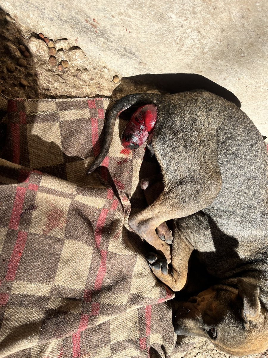 AYUDA URGENTE 🚨

Nos abandonaron en la puerta a esta perrita en estado crítico 💔. Tiene el intestino afuera Ya va camino a la veterinaria y NO TENEMOS con qué pagar.
🙏 Cada aporte cuenta para salvarla.

Datos para donar:
💳 Alias Mercado Pago: Omfamoreno