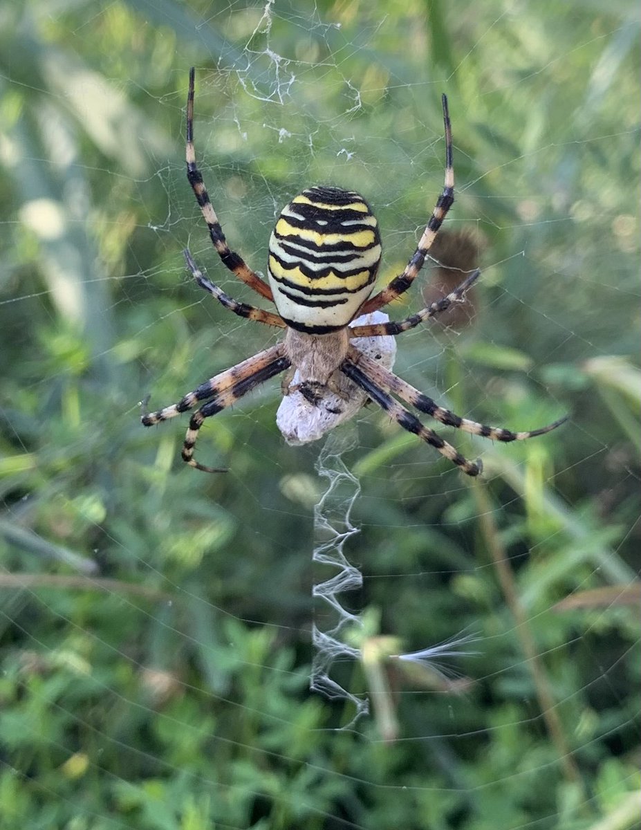 Lloyd Evans tweet media