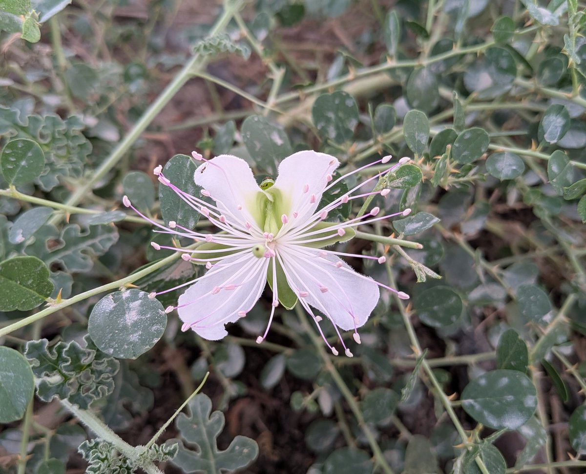 dfengr's tweet photo. ڪئپيرس سينڊوچِيا��ا (Capparis sandwichiana) ھڪ گل ڏيندڙ ٻوٽي جي جنس مان آهي, وڪيپيڊيا مطابق ھي فقط ھوايي ٻيٽن (Hawaiian Islands) تائين محدود آهي، پر ھي جوھي ڪاڇي ۾ پڻ ٿيندي آھي جتان مان ھي تصوير ڪڍي
ماياپلو کي IUCN طرفان نازڪ حالت ۾ (vulnerable) قرار ڏنو ويو آهي. https://t.co/EibYInqPUS