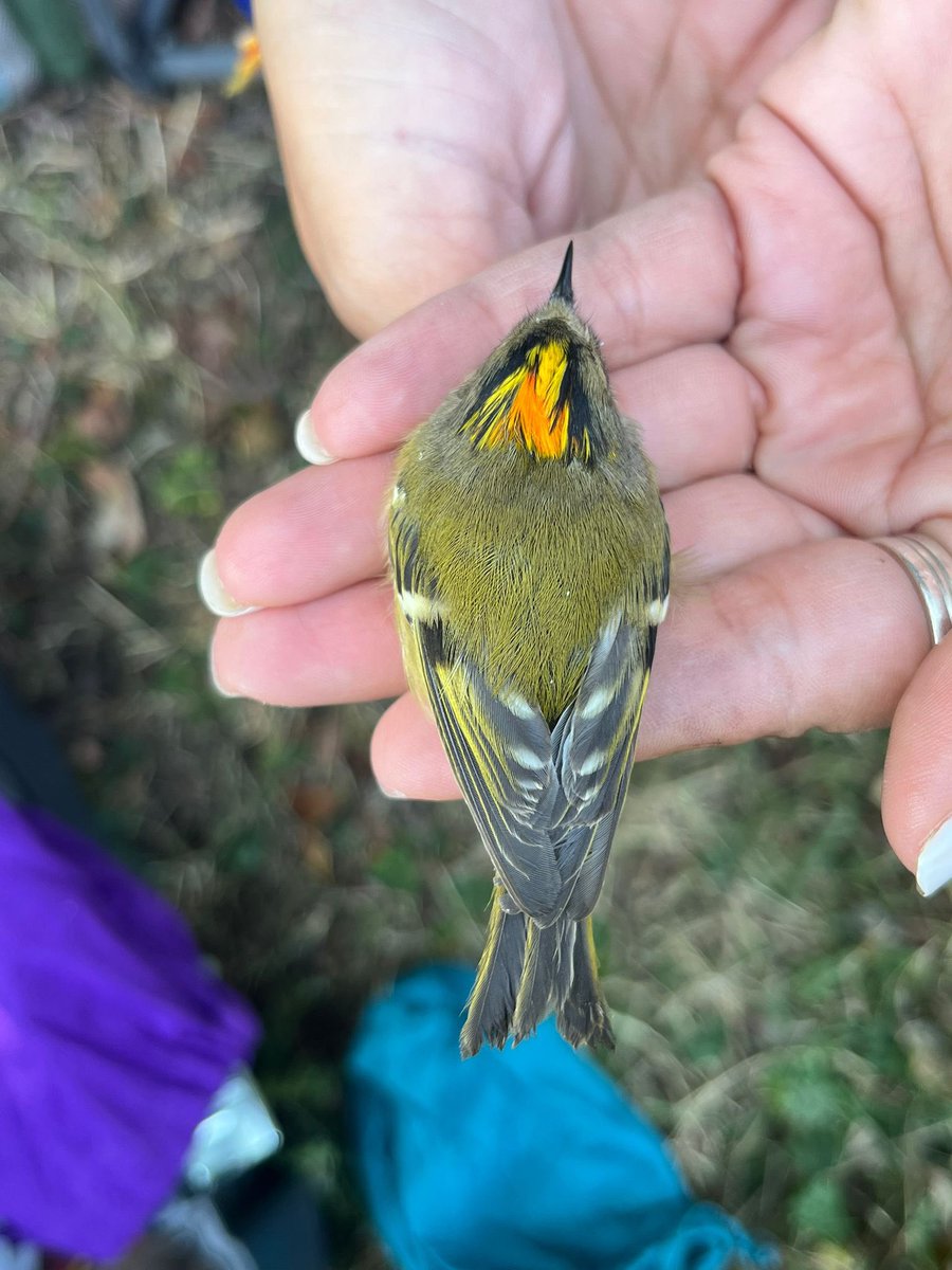 Aurora #LicencedBirdRinger tweet media