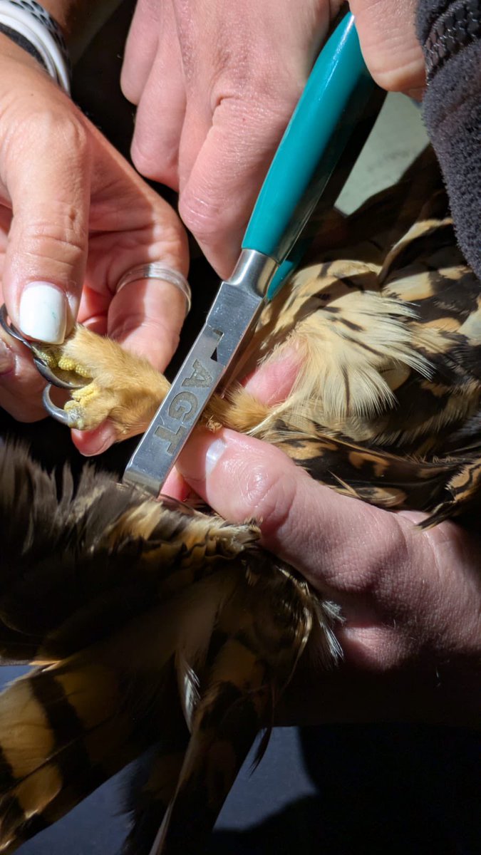 Aurora #LicencedBirdRinger tweet media