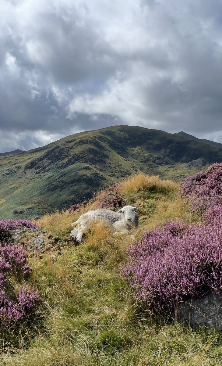 Catstycam to the right ❤️