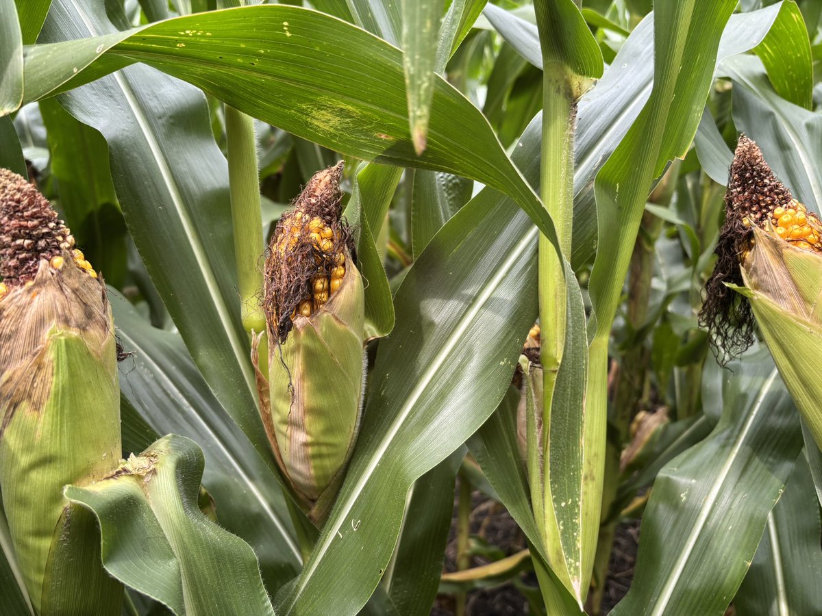 Husk cover problems on the higher and drier crap clay this year due to dry weather.
