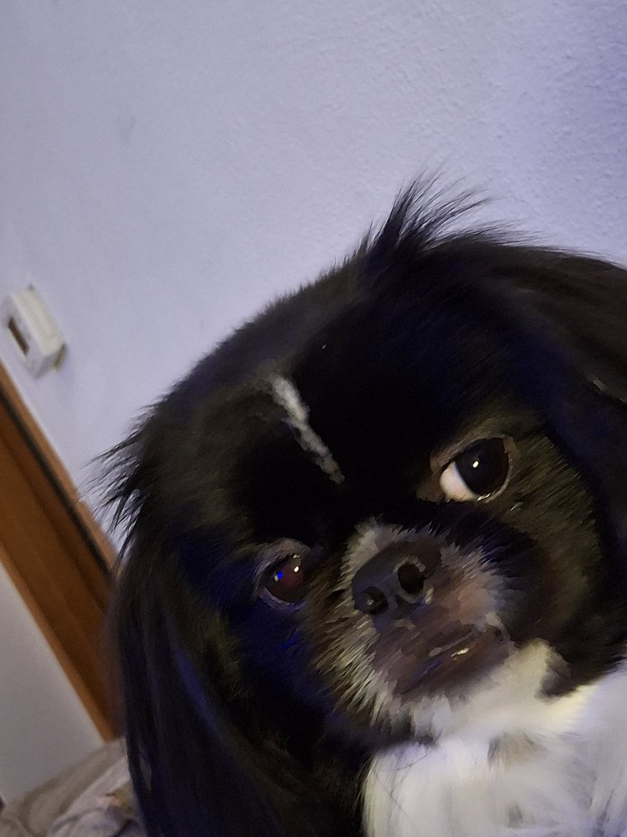 Nightbird7115's tweet photo. Iz just had me first PUP CUP! It waz gwate. Fanks mom! #pupcup
#JosieBoo #Doglove https://t.co/LXUBw2E0JB