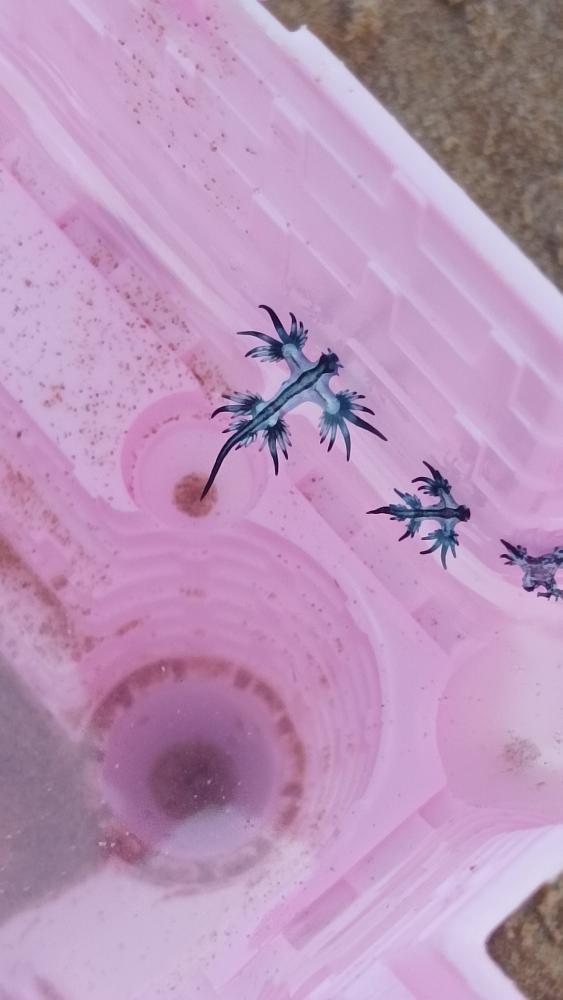 ProyectoMastral's tweet photo. La aparición de ejemplares del Dragón Azul (Glaucus atlanticus) se sigue produciendo. Hoy ya son muchos más los ejemplares que se han recogido tal y como vemos en estas imágenes que nos envía Estefanía desde Guardamar del Segura. También se han visto en la playa de La Mata. https://t.co/be1ERfu3zQ