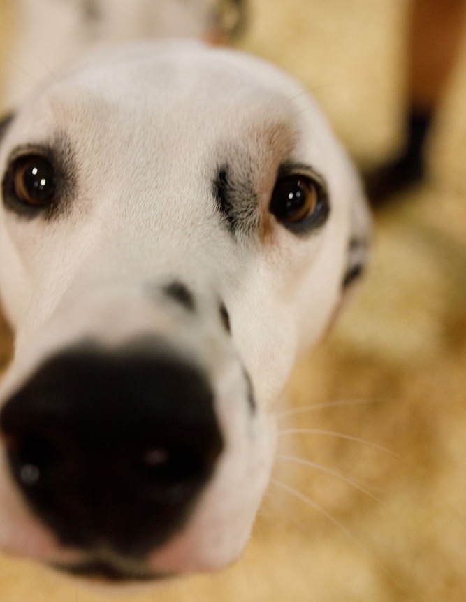 Wilson County TN State Fair tweet media