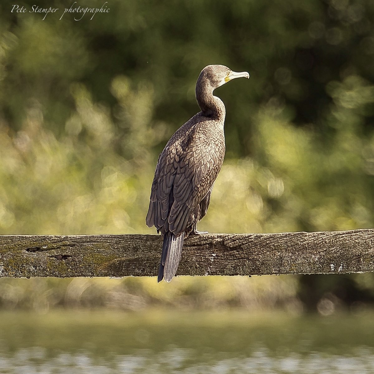 Cormorant contemplation <a href="/WWTSlimbridge/">WWT Slimbridge</a> <a href="/slimbridge_wild/">Slimbridge Sightings</a> <a href="/Natures_Voice/">RSPB</a> <a href="/GlosBirds/">Glos Bird News</a> @Herefordbirds