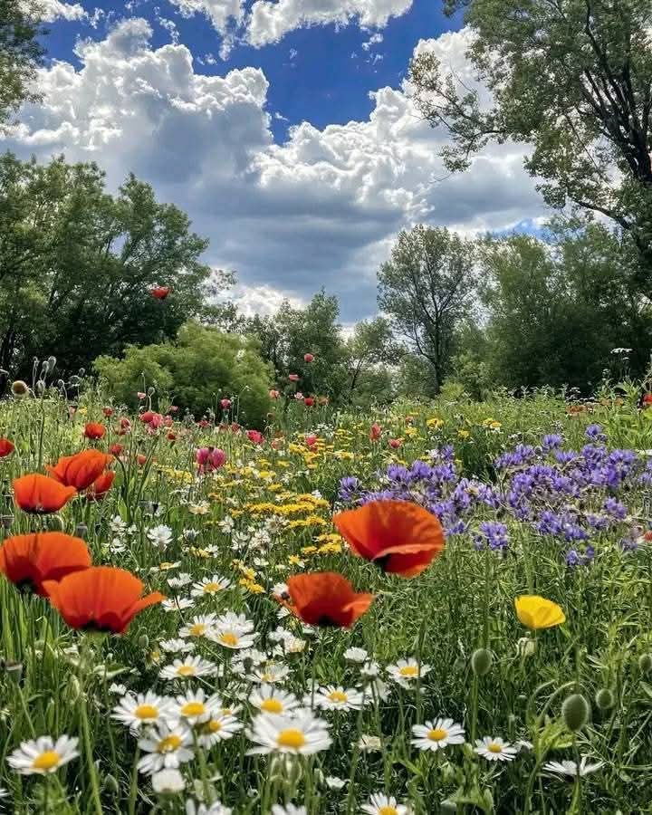 Toutes les fleurs de l'avenir sont dans les semences d'aujourd'hui - Proverbe chinois