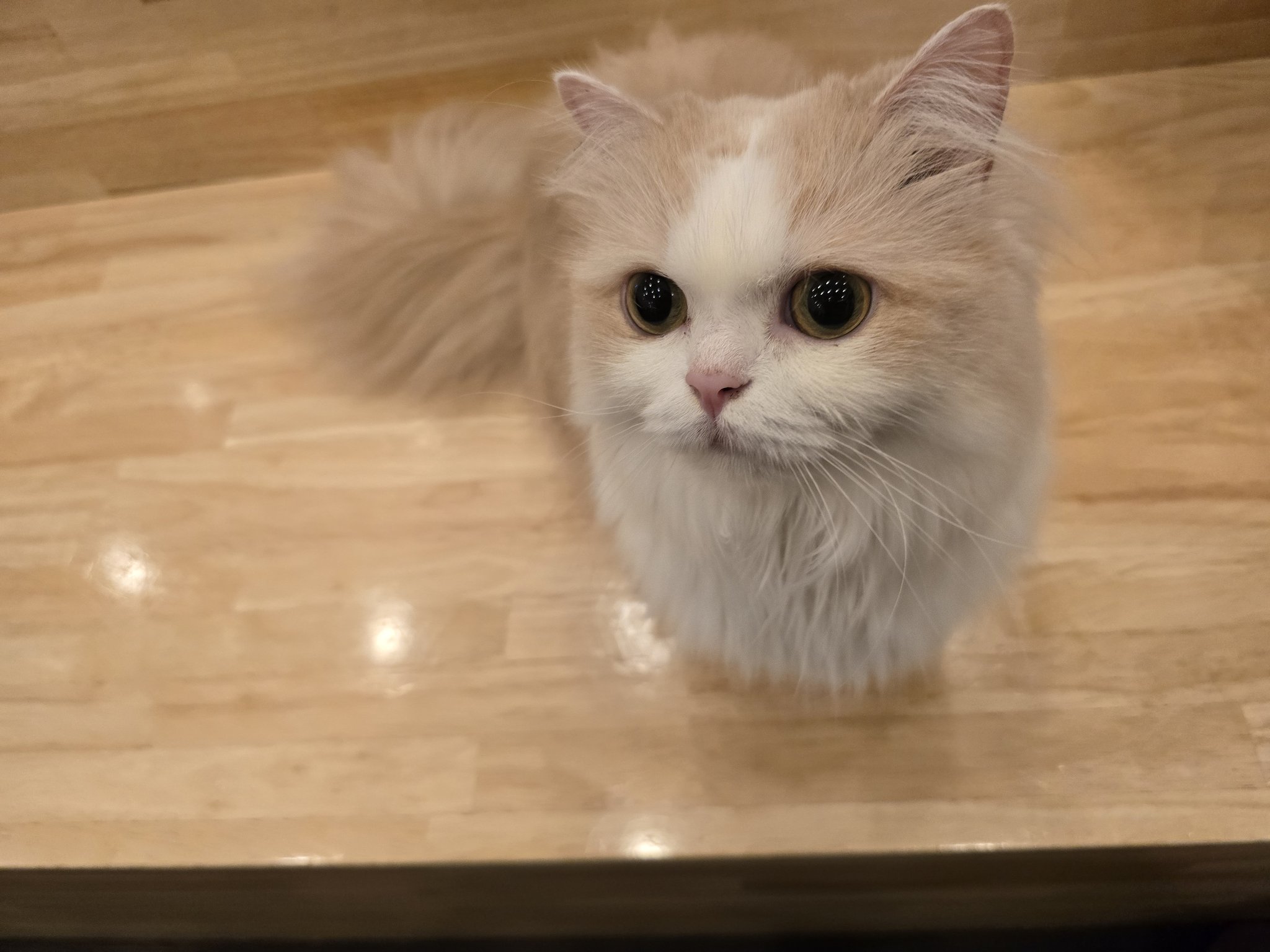ねこまみれ てんじんさま on X: 