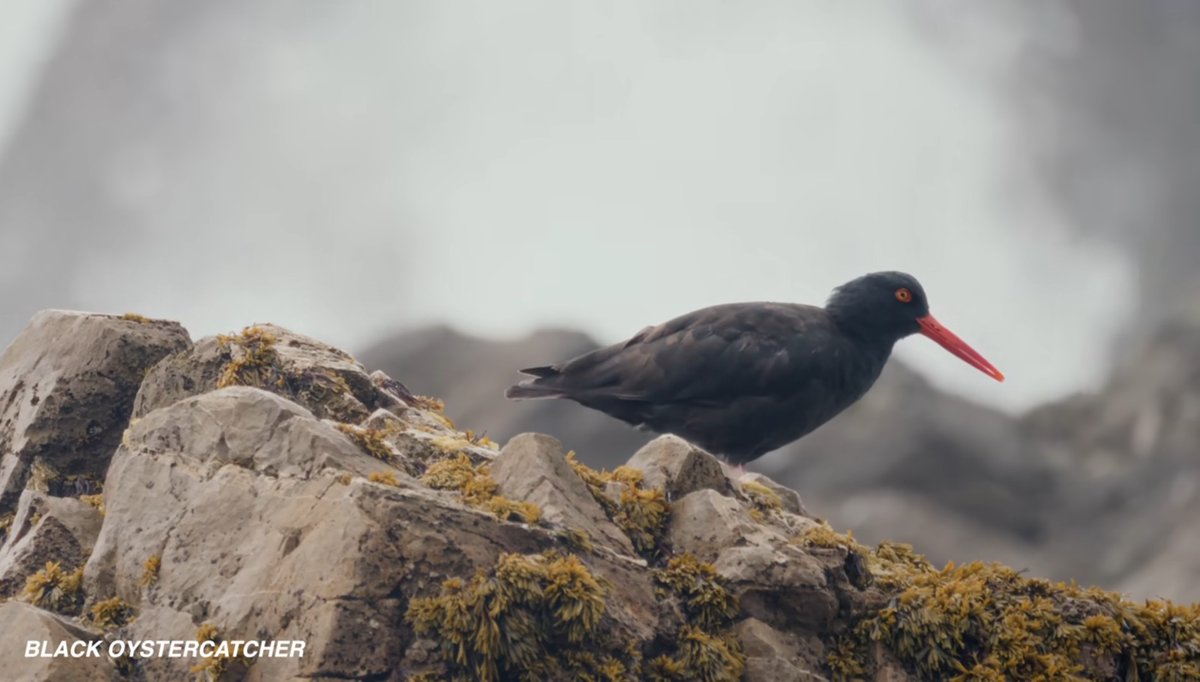 Favorite thing I learned was from it was that birding is big among the Amish, who maintain one of the last phone-based rare bird alert systems.