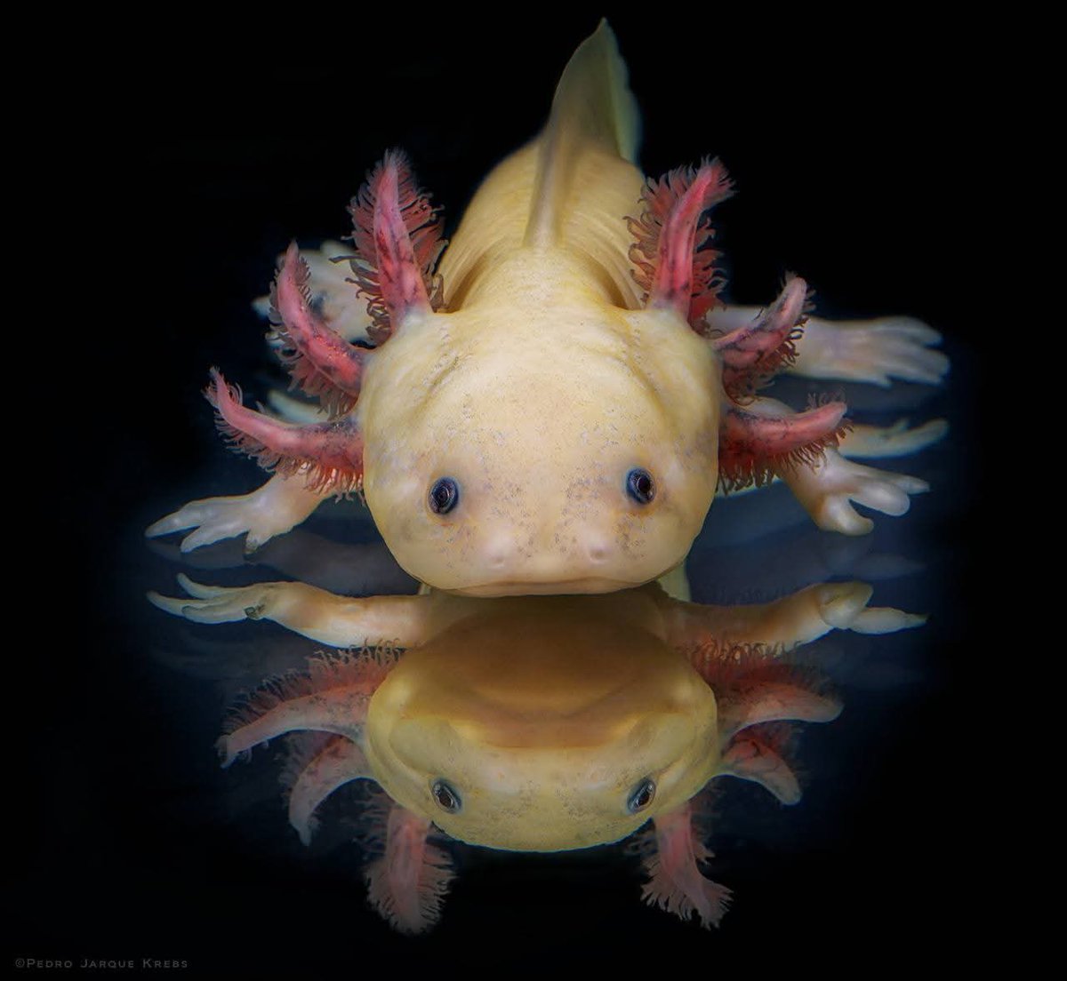 Hermoso trabajo Fotográfico de Pedro Jarque Krebs pedrojarque.com