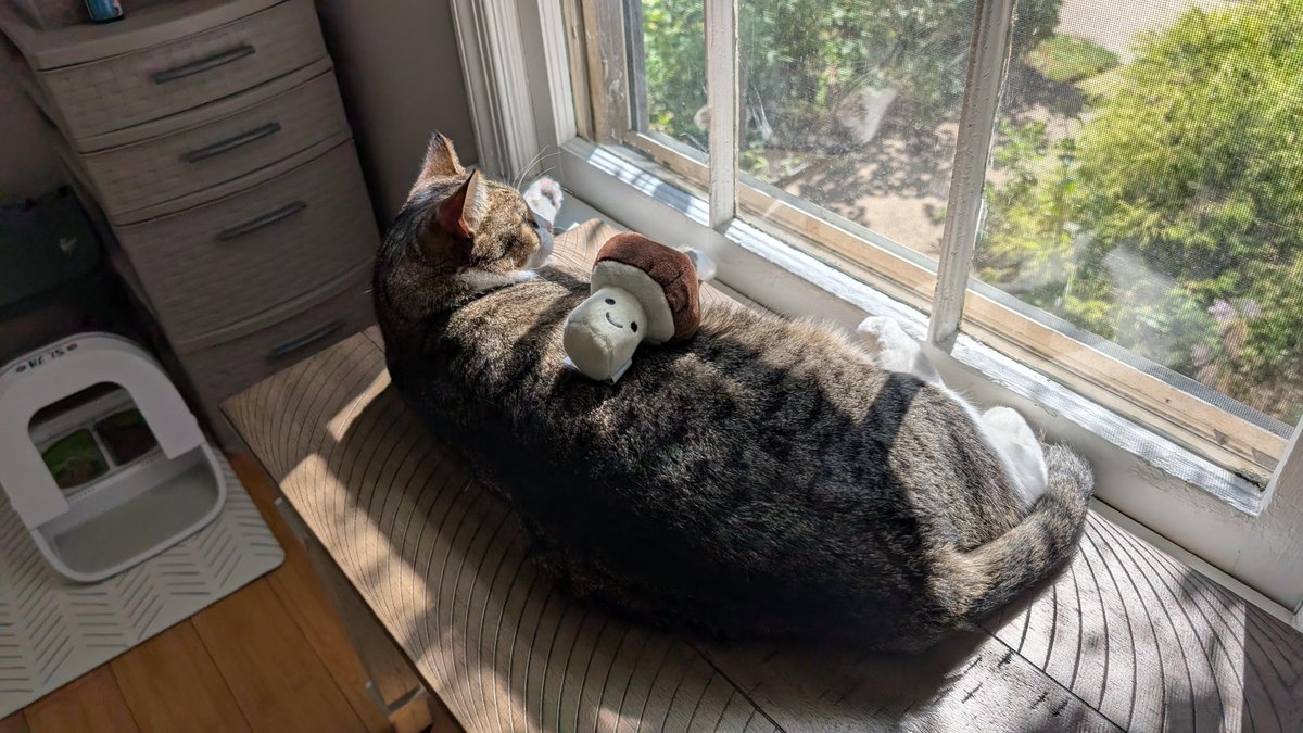 Mom, it's not new toy time it's SUN time! [by ProudnotLoud]
  
 #cat #curiousCat