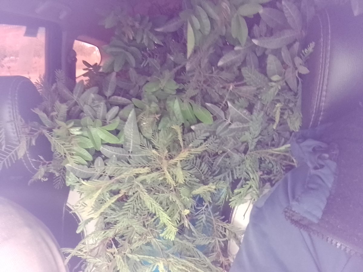 comandoecologic's tweet photo. Hoy en Lomas de primavera, llevando los 73 huarangos para reforestar. https://t.co/oE7CMGqEs6