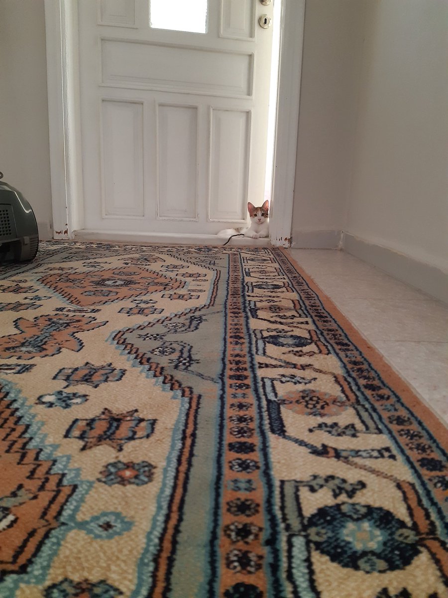 Hava sıcak olduğu için klimalı odadan çikmıyo ama bizim naptığımızı çok merak ediyo kendince bulduğu çözüm bu