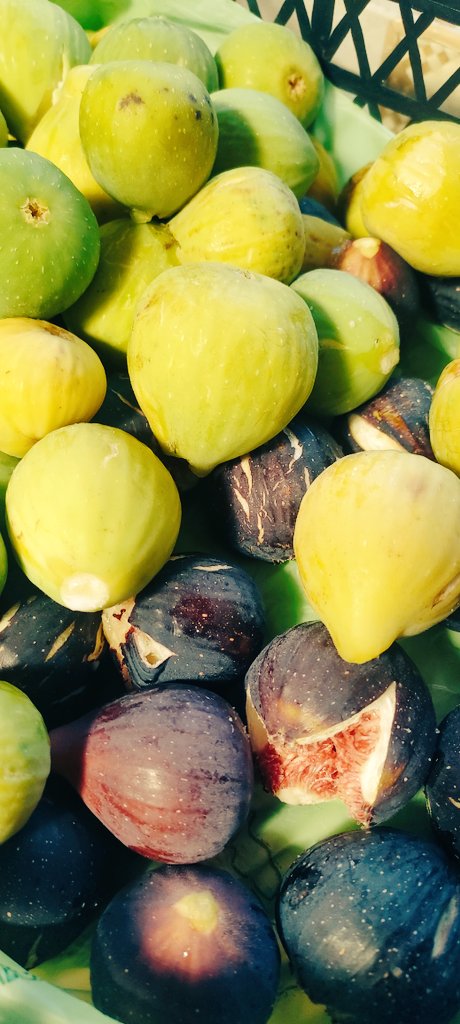 DelizieConfiden's tweet photo. Semplicemente #fichi
Piccoli, dolcissimi e super biologici: dall'albero del mio giardino alla mia tavola!
#food #fruit #fruits #YUMMY_ #summerfruit #summer https://t.co/cU1tctUIea