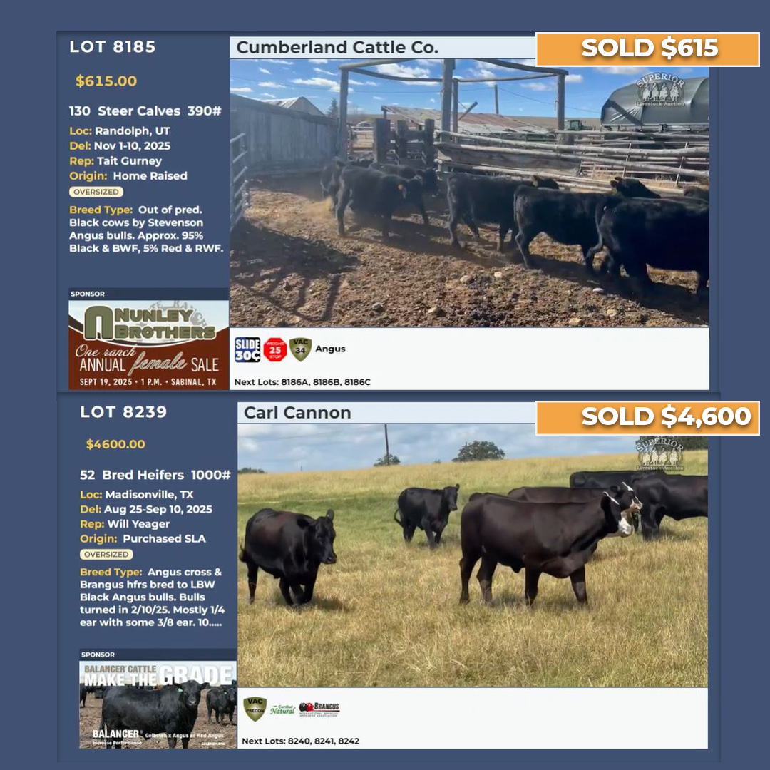 Day 3 of the Big Horn Classic brought the heat with market-topping prices!
234 Steer Calves | 650# | $455
200 Weaned Steer Calves | 710# | $421
130 Steer Calves | 390# | $615
52 Bred Heifers | 1000# | $4,600
The market is on fire and records are being set daily. Don’t miss your