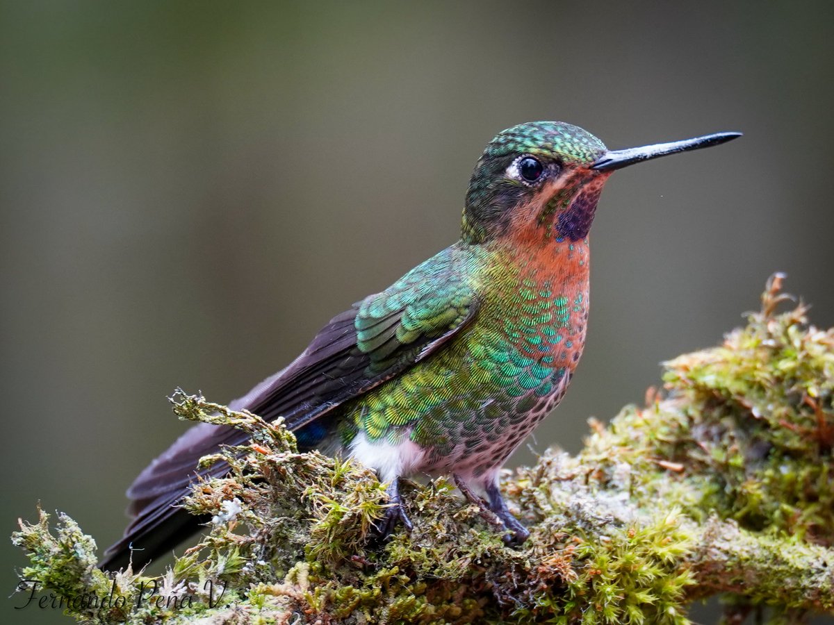 La señora reluciente.

Pomponera reluciente // Eriocnemis vestita
