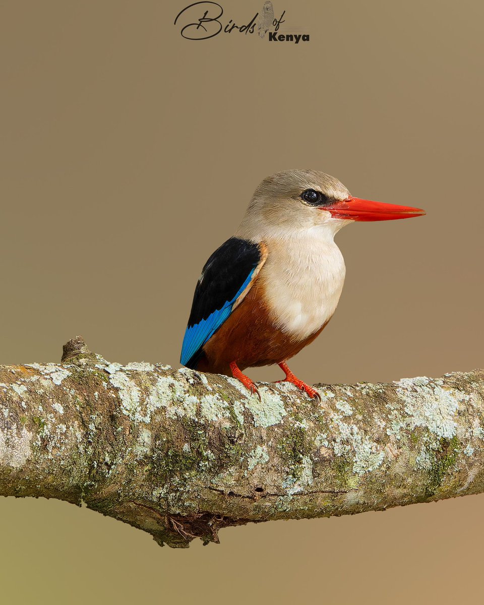 Grey-headed Kingfisher 📸🇰🇪 #BirdsSeenIn2025 #BirdsSeeninkenya