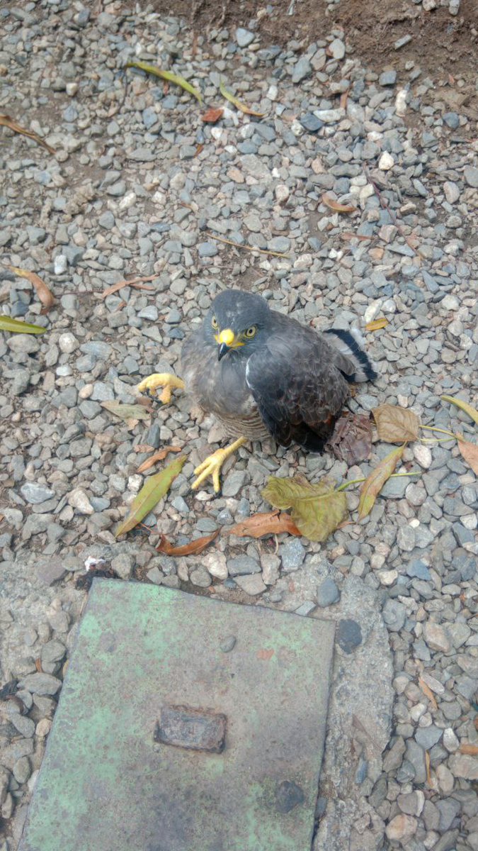 Luis Sucesos (@luissucesoss) on Twitter photo Frente a la iglesia de la plaza de La Candelaria, Caracas, se encuentra un pichón de Gavilán herido.
Piden a alguna institución encargada de estos tipos de eventualidades para que lo ayuden.
<a href="/SomosNevado/">MisiónNevadoVzla</a> <a href="/PNBVzla/">Cuerpo de Policía Nacional Bolivariana.</a> <a href="/InparquesVzla/">Inparques Oficial</a> <a href="/GnbGaranteDePaz/">GNB Garantía de Paz!!!</a> Frente a la iglesia de la plaza de La Candelaria, Caracas, se encuentra un pichón de Gavilán herido.
Piden a alguna institución encargada de estos tipos de eventualidades para que lo ayuden.
<a href="/SomosNevado/">MisiónNevadoVzla</a> <a href="/PNBVzla/">Cuerpo de Policía Nacional Bolivariana.</a> <a href="/InparquesVzla/">Inparques Oficial</a> <a href="/GnbGaranteDePaz/">GNB Garantía de Paz!!!</a>