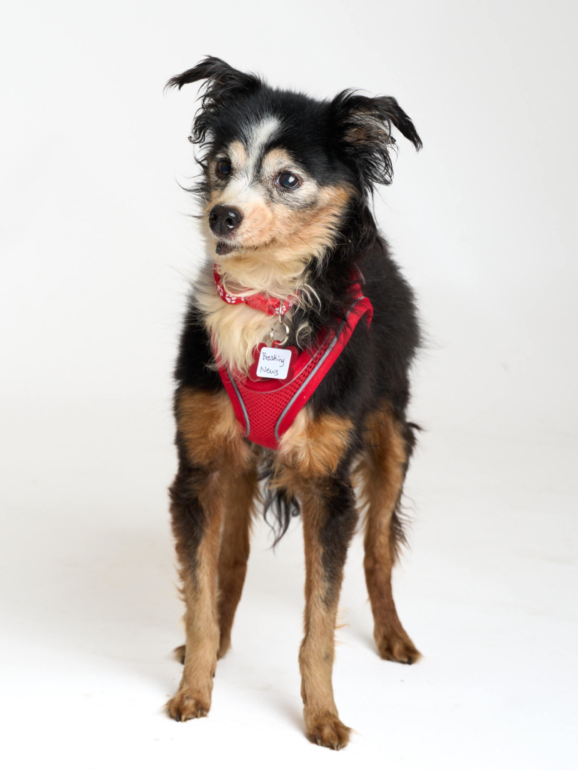 Legs for days, tongue for life. 👅❤️

#muttvillesf #seniordog #dogrescue #adoptdontshop #longhairedchihuahua