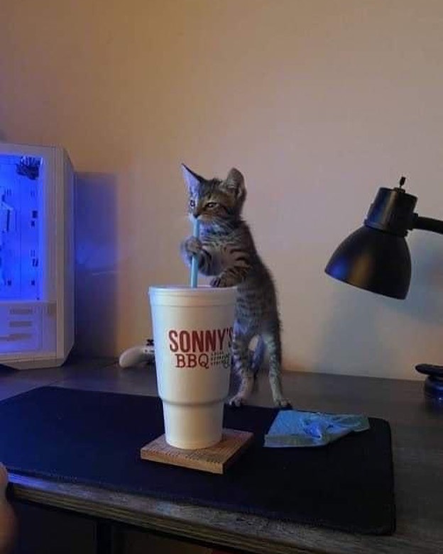 Punch Cat (@punchingcat) on Twitter photo 
