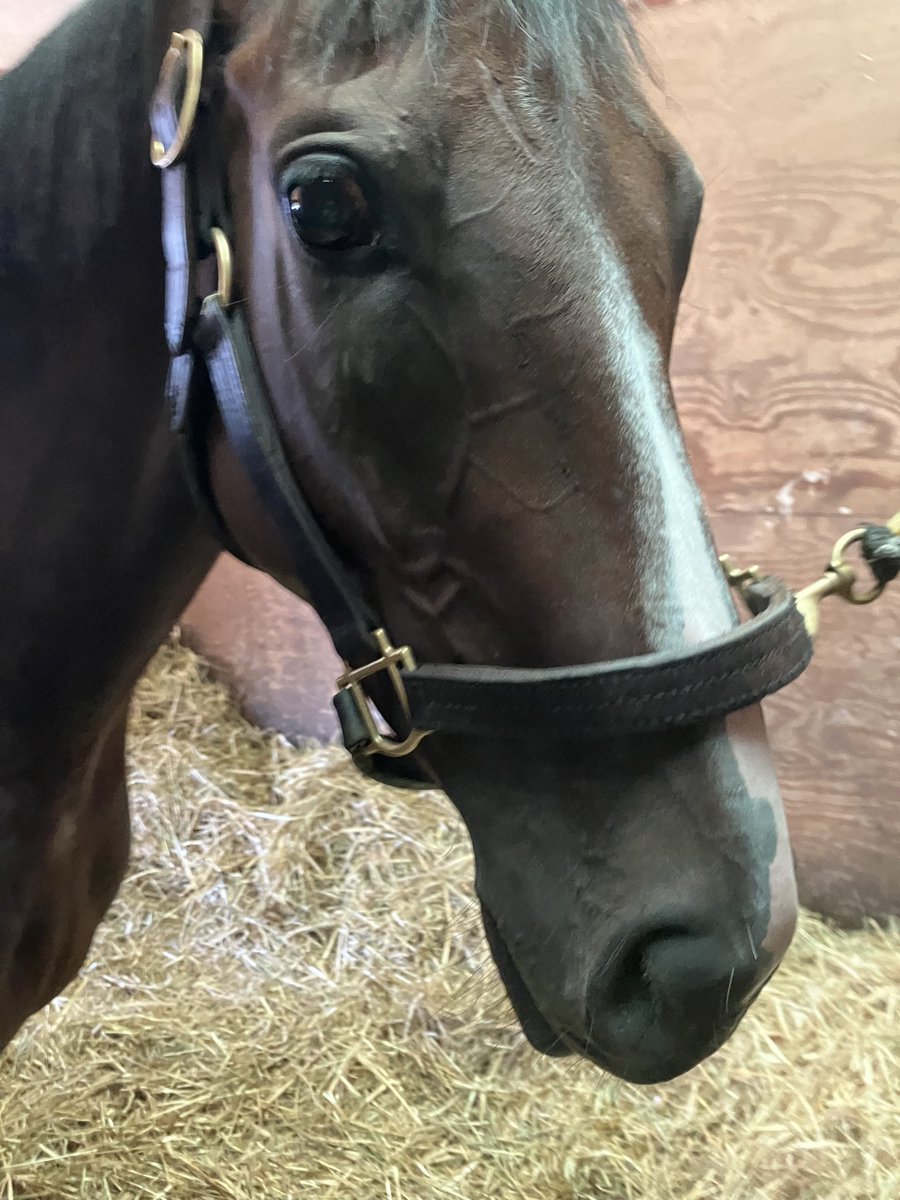 LisaF713's tweet photo. Our beautiful Wicked girl Abbey Jean is getting ready for her 1st race! @Centennial_Farm @LindaCKBL @yeats2009 @pinkflamingo419 @SPNnation74 @ponyace #GoWickedGo #GoAbbeyGo https://t.co/mQf7K8qPh0