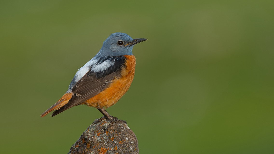 trakus.org / Türkiye'nin Anonim Kuşları tweet media