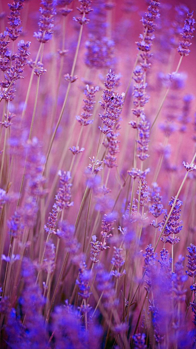 Have a wonderful day! 🪻💜