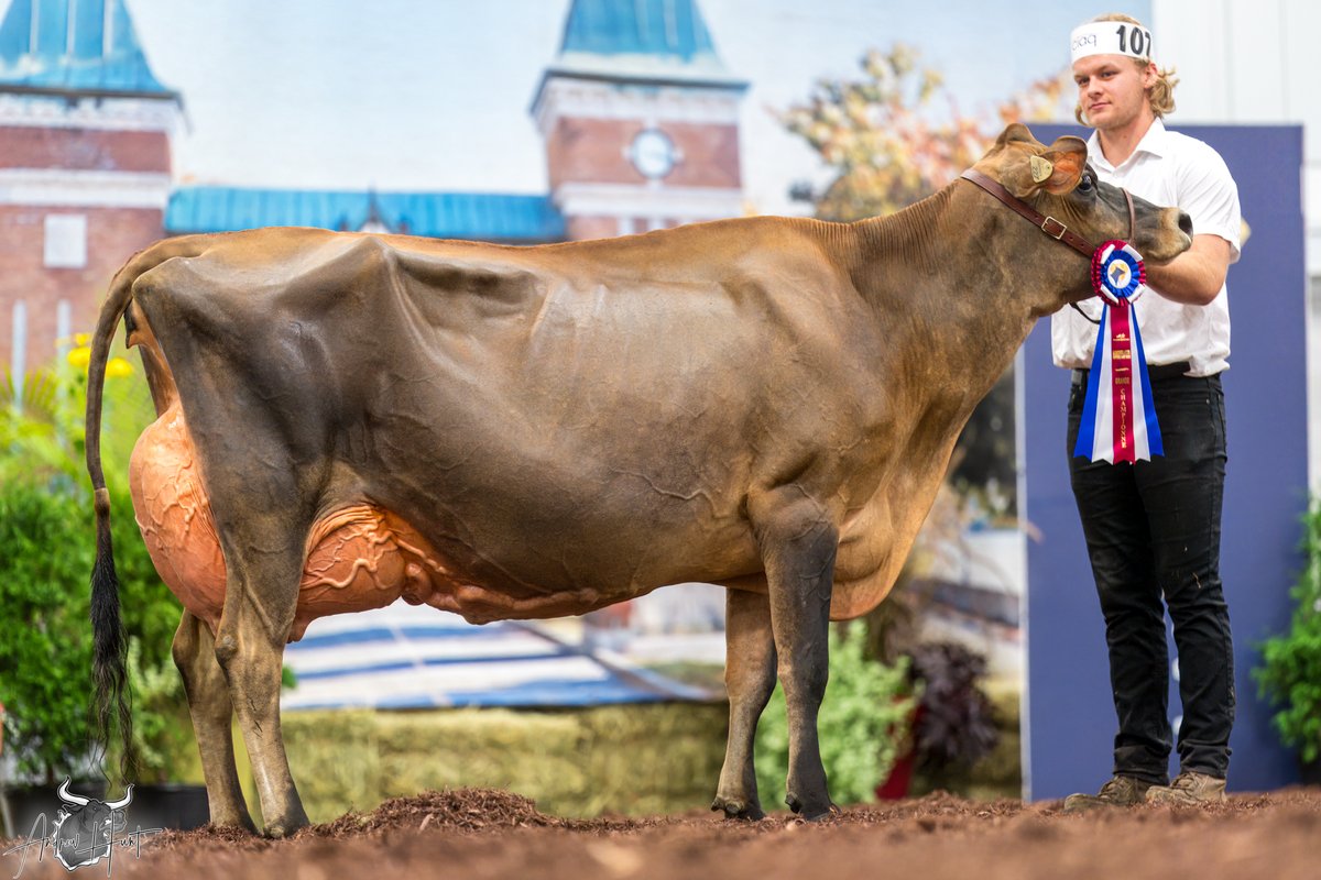 LEACHLAND CRINKLE K
Grand Champion - Le Supreme Laitier Jersey Show 2025
FERME PIERRE BOULET INC, MONTMAGNY, QC

See complete coverage at bit.ly/4fQIyta