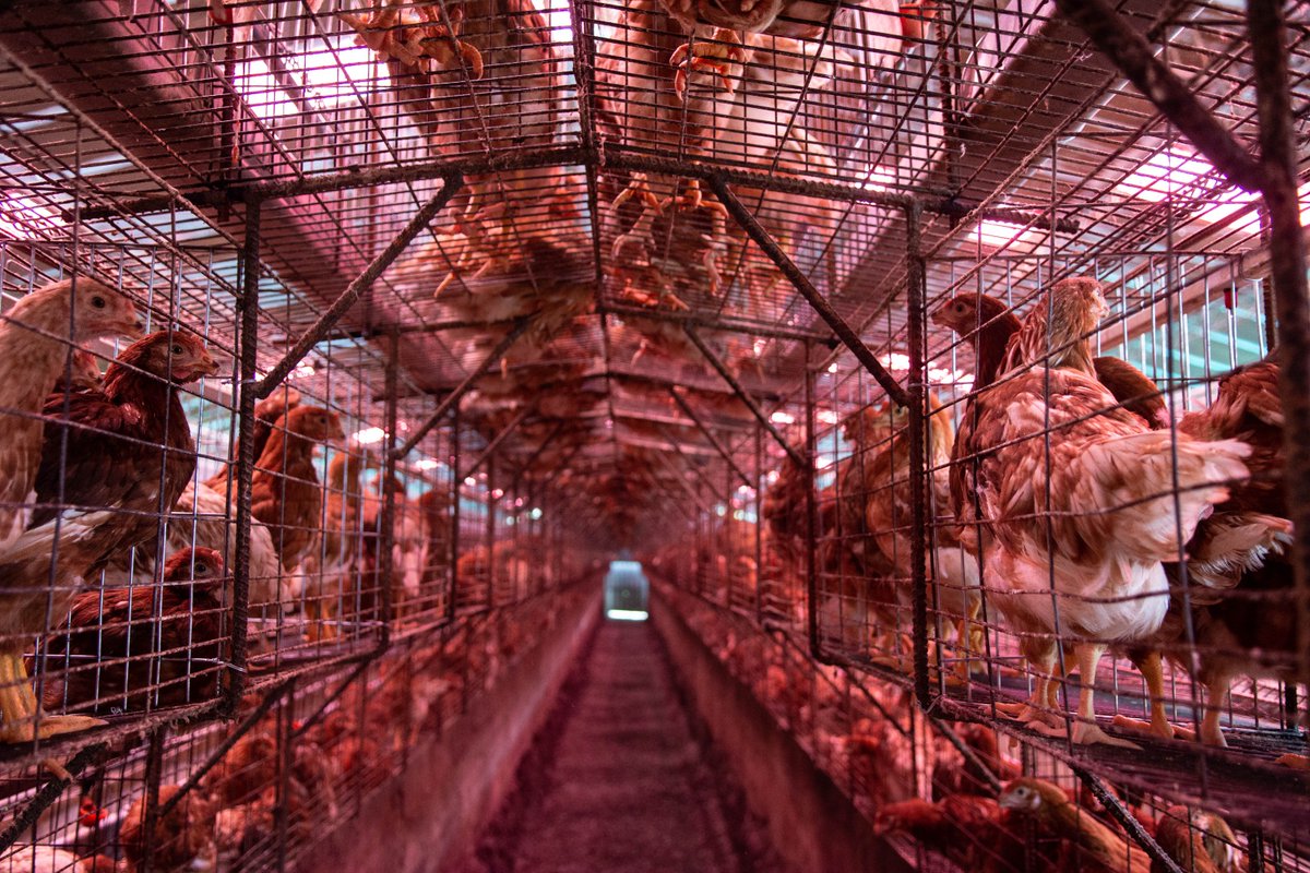 #PollitosEnFuga #GallinasLibres
En el 2000 se estrenó la película Pollitos en fuga en la que un grupo de gallinas escapa de la crueldad de la granja. Pero, la realidad supera a la ficción. Este año <a href="/PAEecuador/">Protección Animal EC</a> presentó los resultados del proyecto “Gallinas Libres Ecuador”🧵