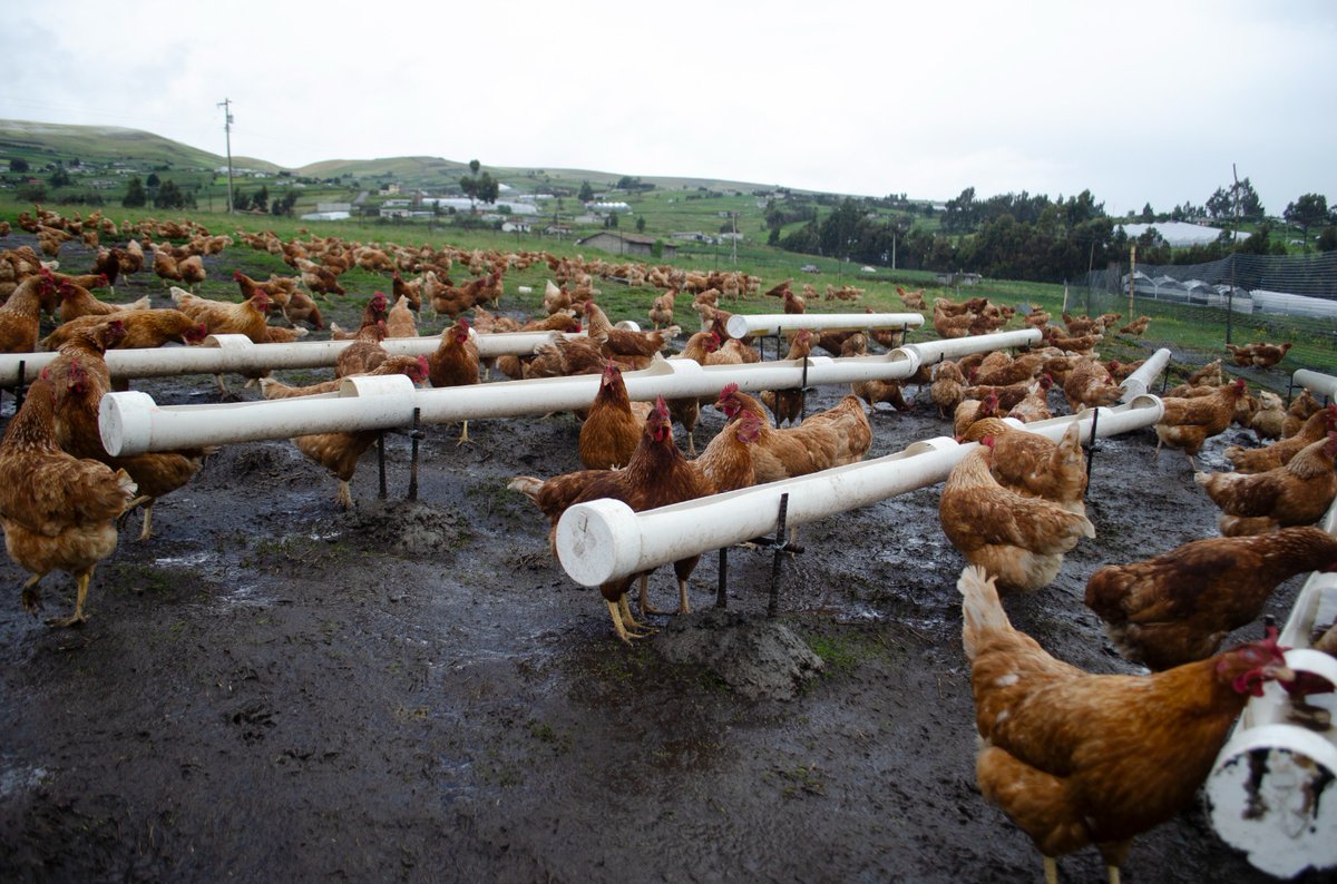 BitacoraEc's tweet image. #PollitosEnFuga #GallinasLibres
En el 2000 se estrenó la película Pollitos en fuga en la que un grupo de gallinas escapa de la crueldad de la granja. Pero, la realidad supera a la ficción. Este año @PAEecuador presentó los resultados del proyecto “Gallinas Libres Ecuador”🧵