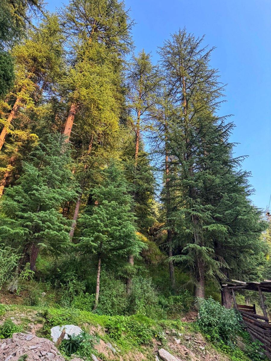 ☀️🌲🌼🚶🏻‍♀️