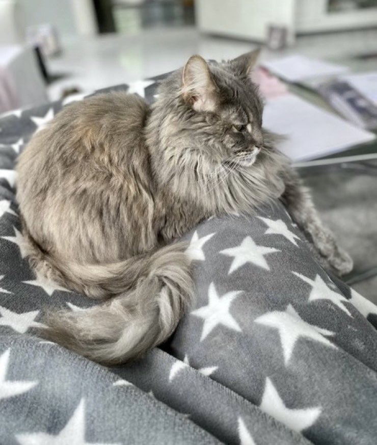 Menschin, du bist gefangen. Wenn du aufstehen willst, musst du 100 Thunfischleckerli bezahlen!