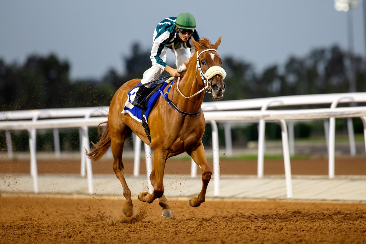 Jockey Club of Saudi Arabia tweet media