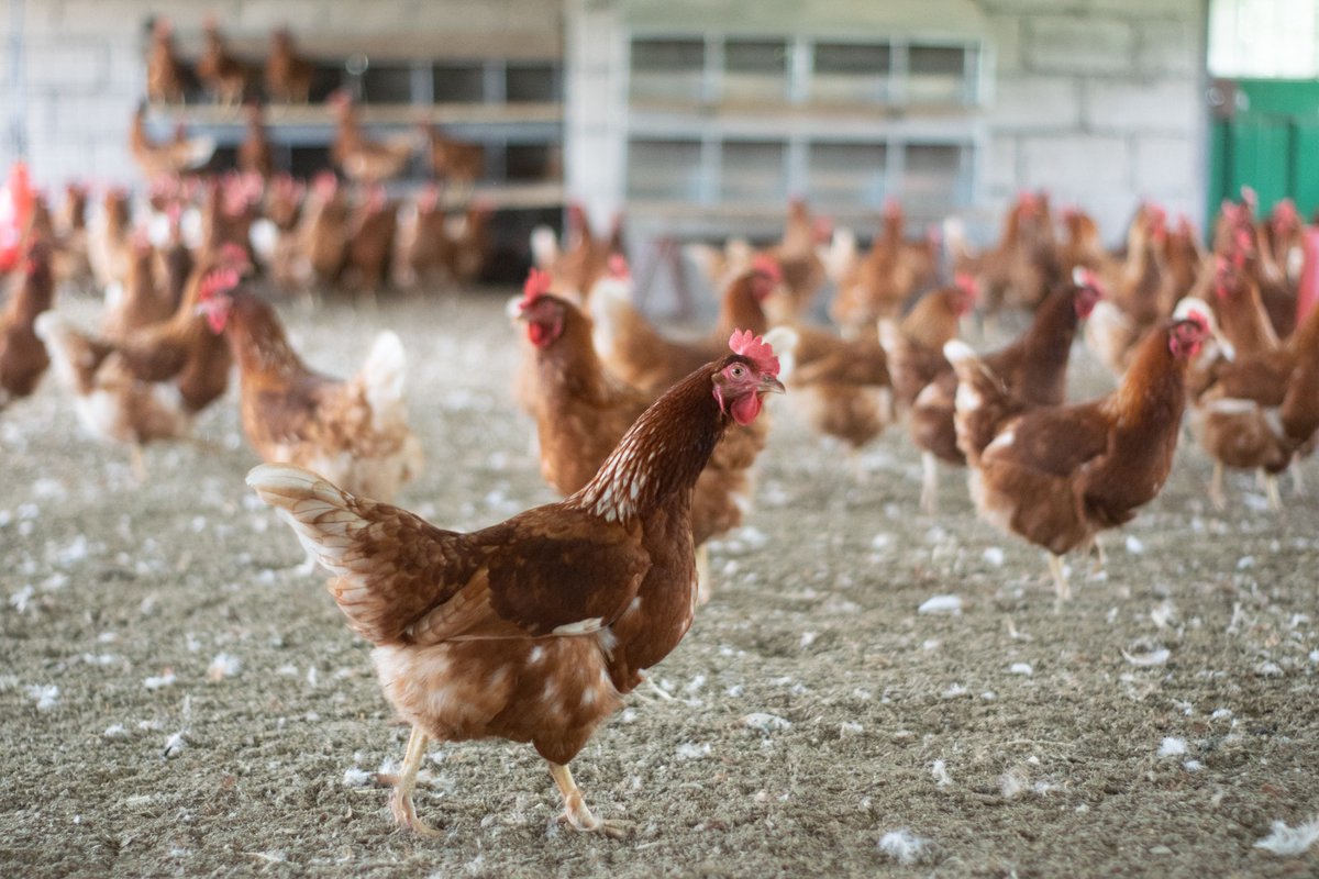 "uso exclusivo de huevos de gallina libre en toda su cadena de producción".
En su informe anual “Cage-free Fullfilment Report” se muestra que en el 2024, 85 empresas globales informaron sobre el progreso de sus compromisos de uso de huevos sin jaulas,