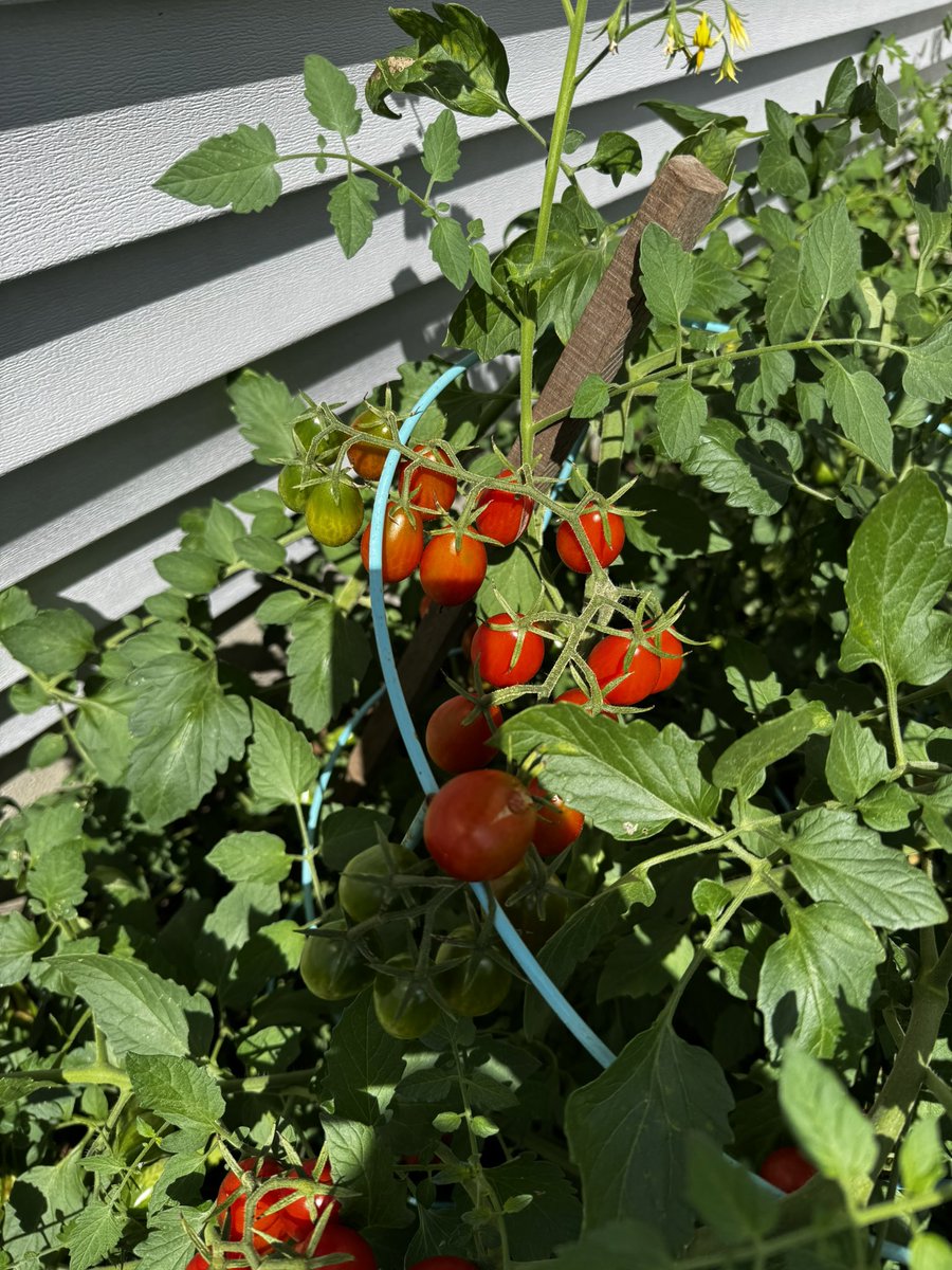 TOMATO PLANT
