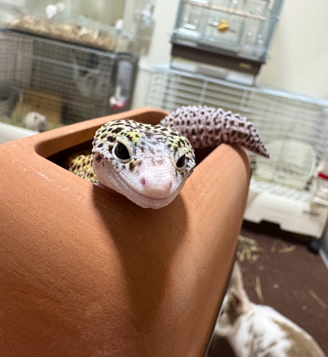 LpbSna's tweet photo. アモは名付けてないし🐎
ヘビは名前無いから置いといて🐍
おこげこんぶ🐀🐁
おかか🐇いくら🐹
もめん🦜たらこ🦎
あと魚達🐟

しばらくはこのメンバーで固定かな
ラット達が2歳超えたけど元気
がんばれシニアたち。 https://t.co/Px7fLvUFpu