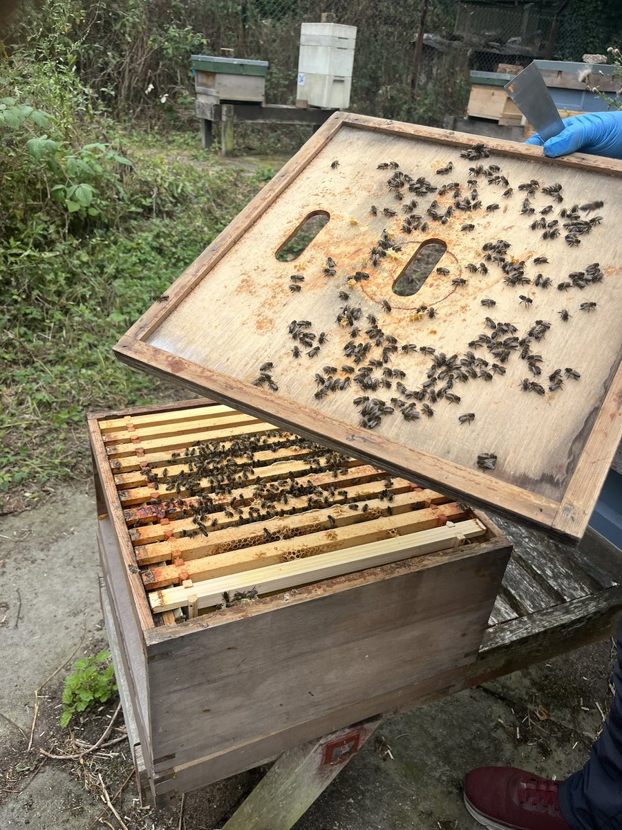 Buzzing to be at SSERCs first bee biology and pollinator course. Brilliant getting hands on with the hives and some honey tasting 🐝🍯 <a href="/SSERCofficial/">SSERC</a> <a href="/StMungosAcademy/">St Mungo's Academy</a> <a href="/StMungoScience/">St. Mungo’s Academy Science</a>