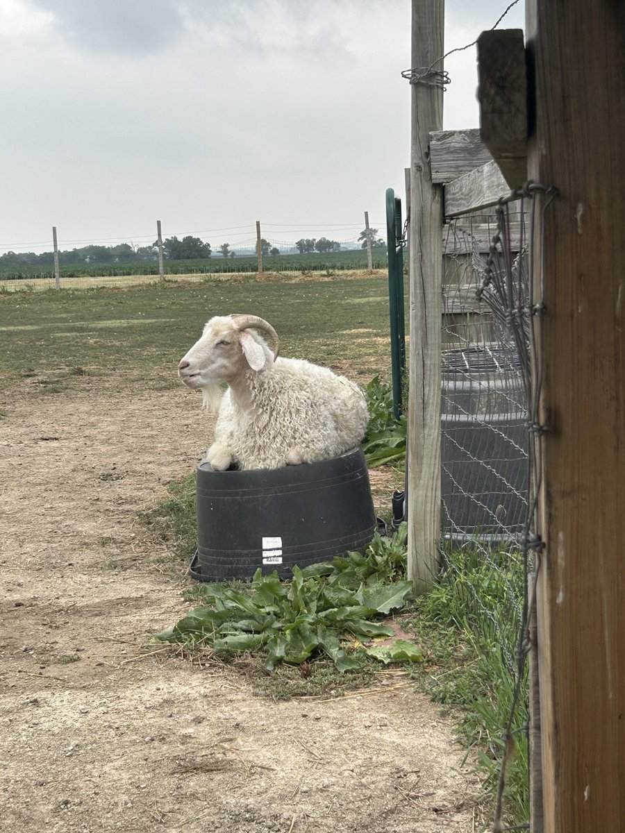 NoonaMoonie's tweet photo. If you want your cat to have hooves and horns, get a goat 🤣💕

#BTSARMYPets 💜
#PetGoats 
#PygoraGoats #FiberGoats https://t.co/gaiK1VTBN4