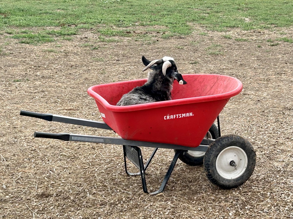 If you want your cat to have hooves and horns, get a goat 🤣💕

#BTSARMYPets 💜
#PetGoats 
#PygoraGoats #FiberGoats