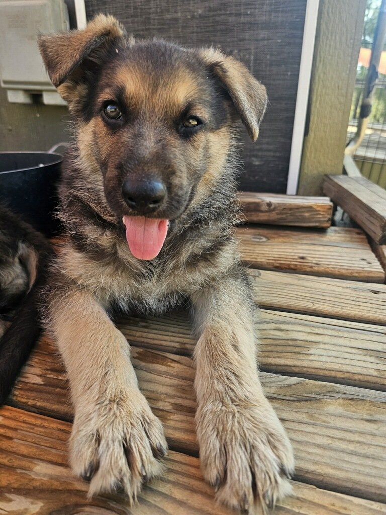 Taylor: Mother of Puppies tweet media