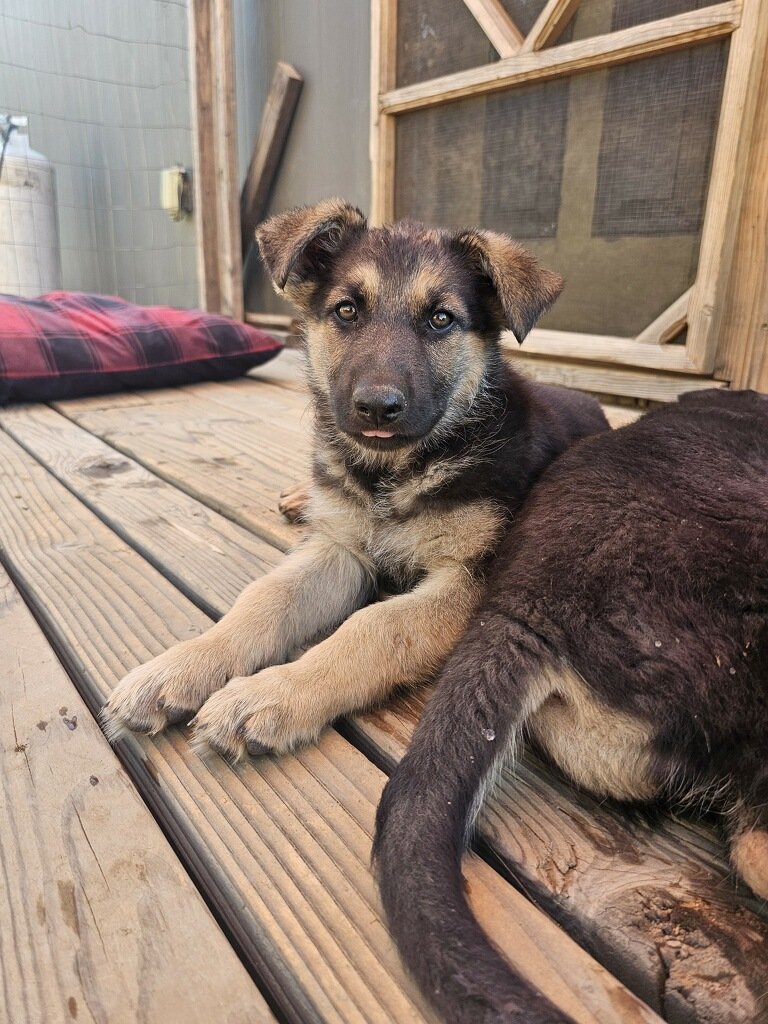 Taylor: Mother of Puppies tweet media