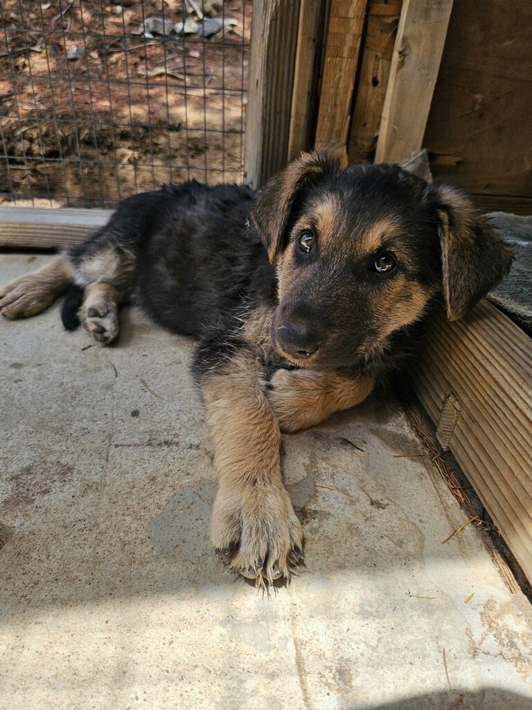 Taylor: Mother of Puppies tweet media