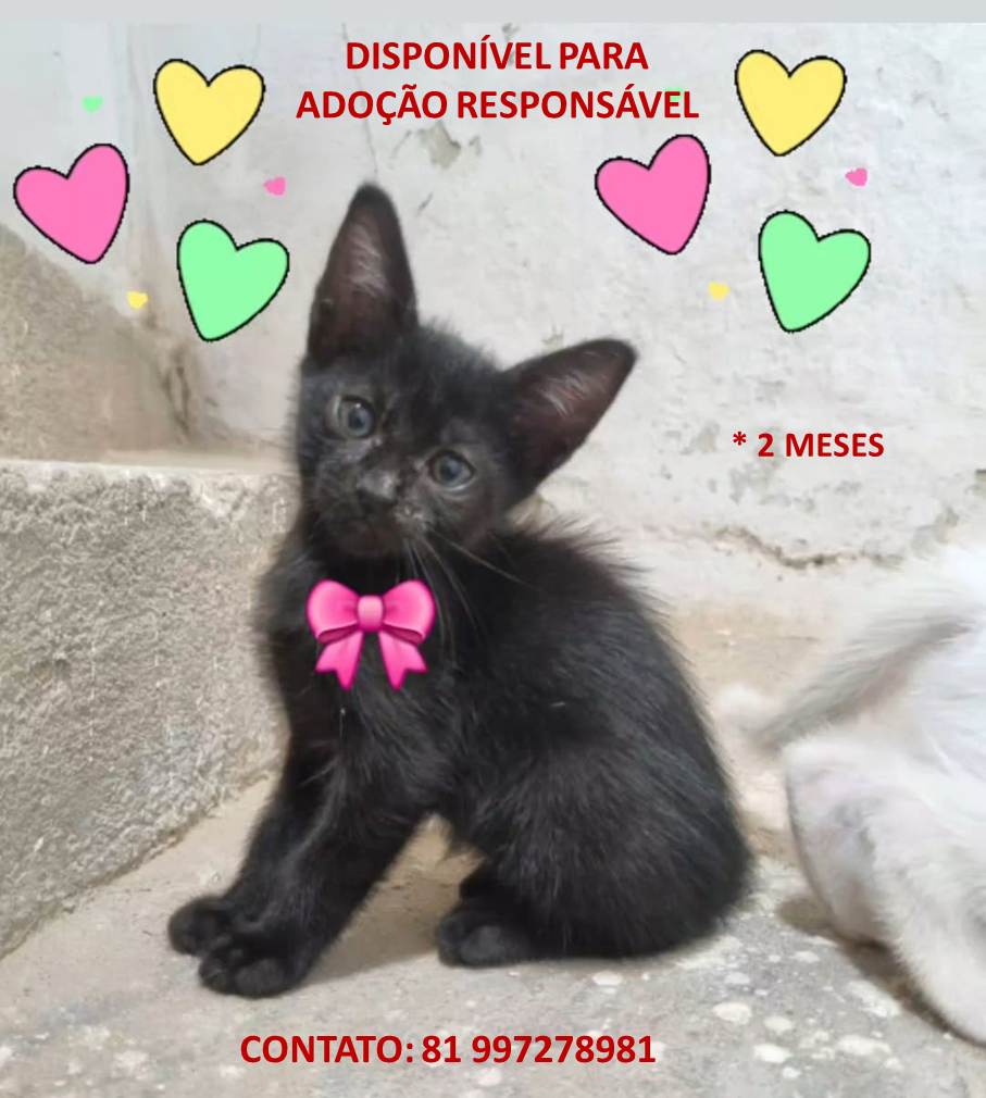 neliodoming's tweet photo. Disponíveis para Adoção Responsável 

- Fêmeas 
- 2 meses
- Vermífugadas

Entrega em Recife e RMR
Contato: 81 99727-8981 https://t.co/mSrQg6Pirq